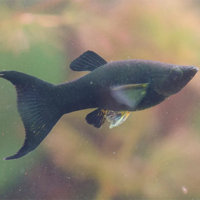 Black Lyretail Molly - L