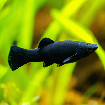 Black Molly - L