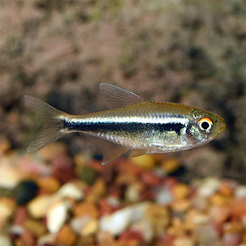 Black Neon Tetra (L)