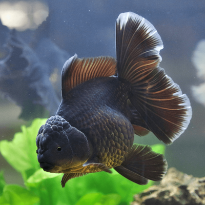 Black Oranda - 3"