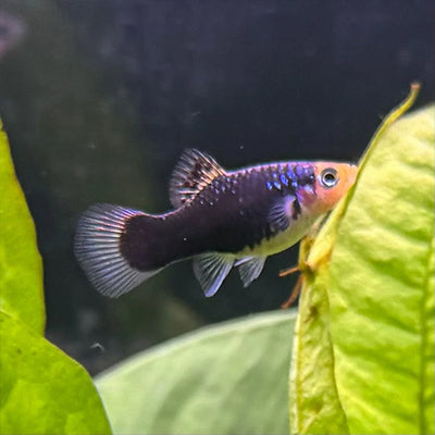 Black Platy