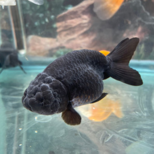 Black Ranchu