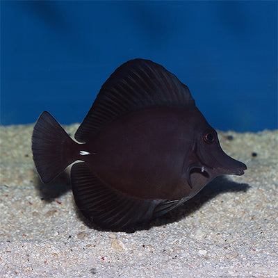 Black Tang
