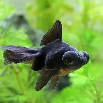 Black Telescope Moor Goldfish - 4cm