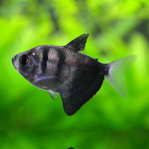 Black Widow Tetra
