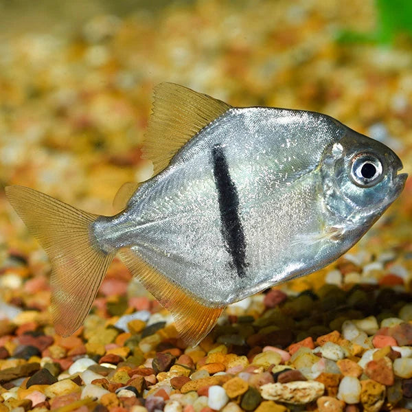 Silver Dollar - Black Barred