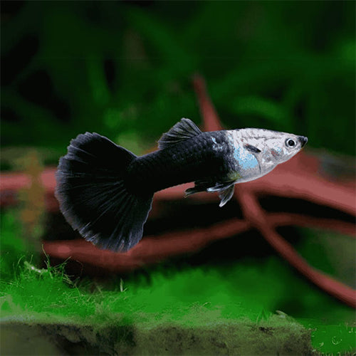 Black Guppy (Male/Female)
