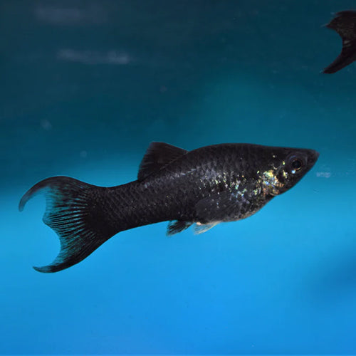 Black Lyretail Molly