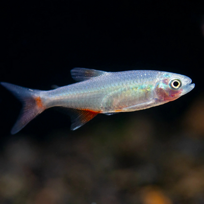 Blood Fin Tetra - 3cm