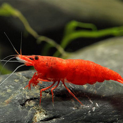 Bloody Mary Shrimp - 2cm