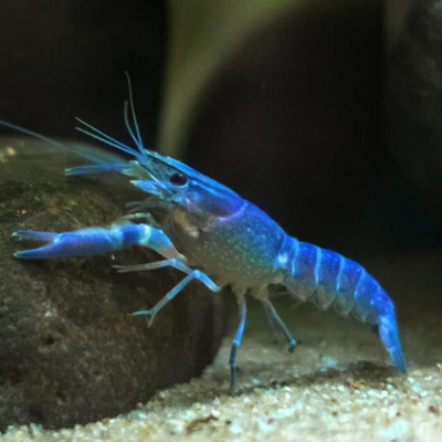 Blue Alleni Lobster