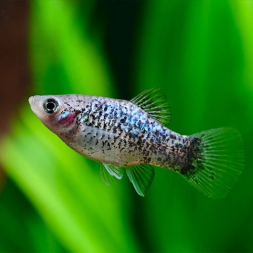 Blue Calico Platy - L