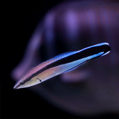 Blue Cleaner Wrasse