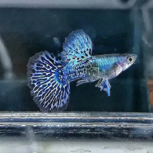 Blue Dragon Guppy - 3cm