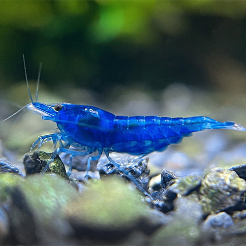 Blue Dream Shrimp