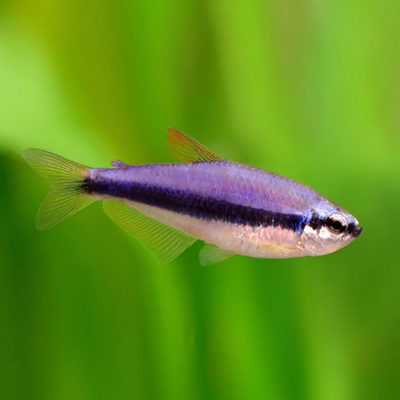 Blue Emperor Tetra - 2.3cm
