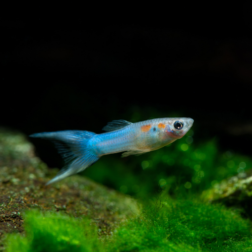 Blue Endler Guppy - L