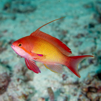 Anthias