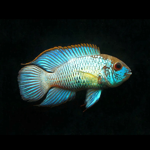 Blue Neon Acara - 4cm