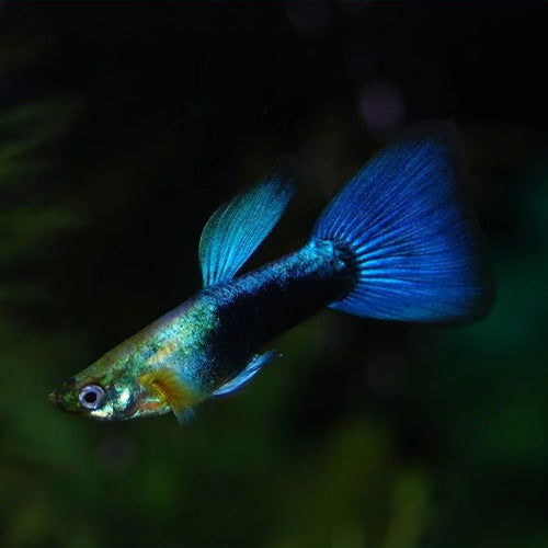 Blue Neon Guppy