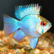Blue Neon Ramirezi (Balloon Body)