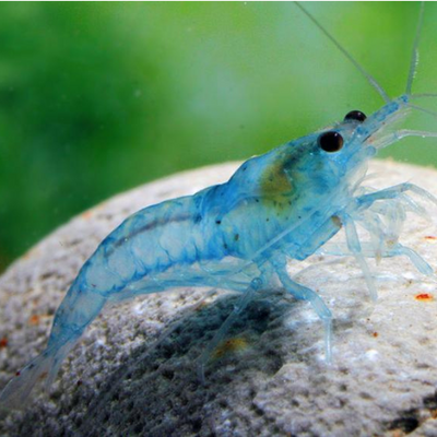 Blue Pearl Shrimp - 2cm