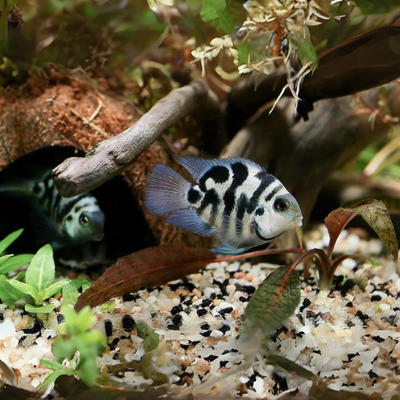 Blue Polar Bear Parrot - 3cm