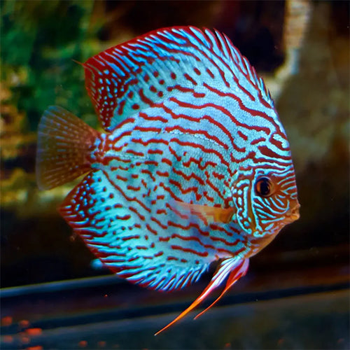Blue Turquoise Discus - 6cm