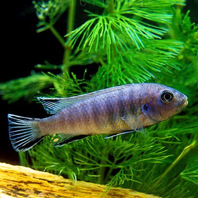 Blue Zebra Mbuna Cichlid - 4"