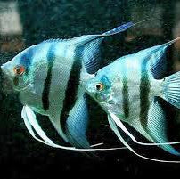 Zebra Angelfish - S