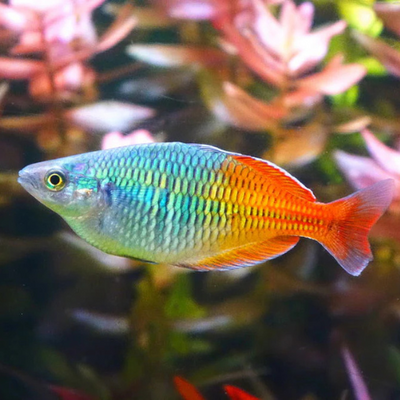 Boesemani Rainbow - 5cm