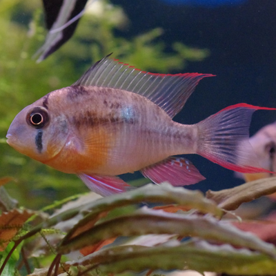 Bolivian Ram Cichlid - 3.5cm