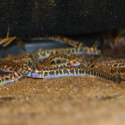 Borneo Shelford Kuhli Loach - 4cm