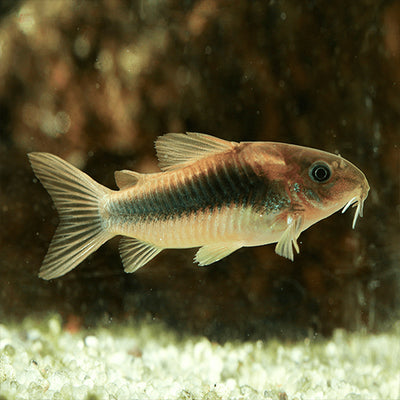 Bronze Corydora