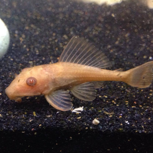 Brown Pleco - 7cm