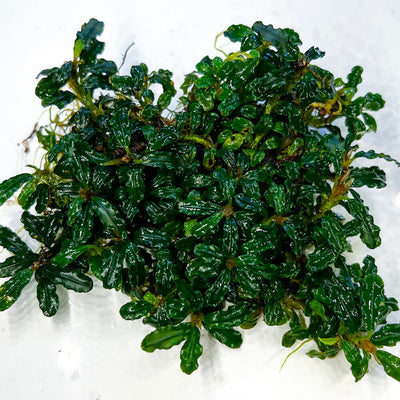 Bucephalandra Angel Tears