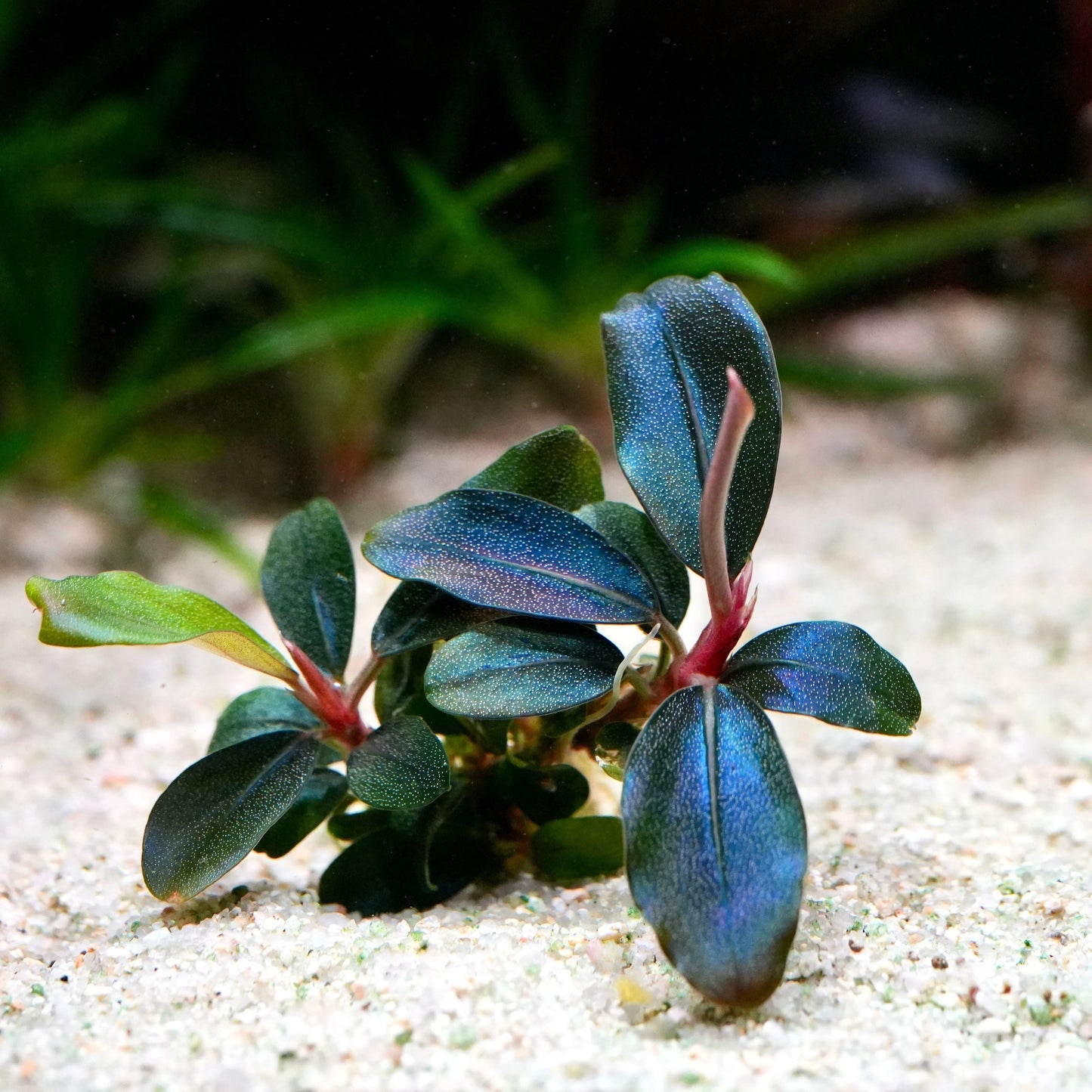 Bucephalandra Deep Blue