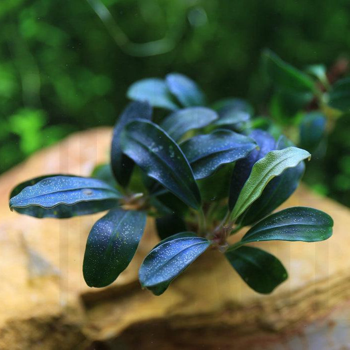 Bucephalandra Lamandau Purple