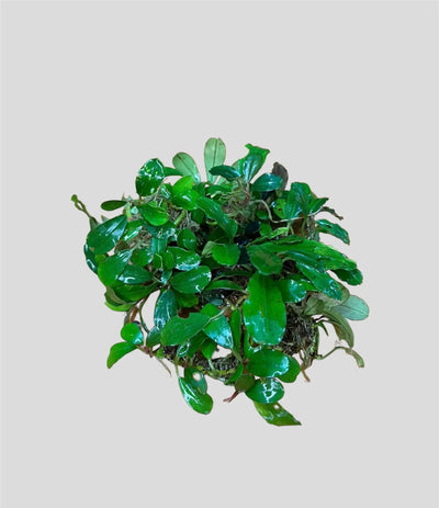 Bucephalandra Light Green
