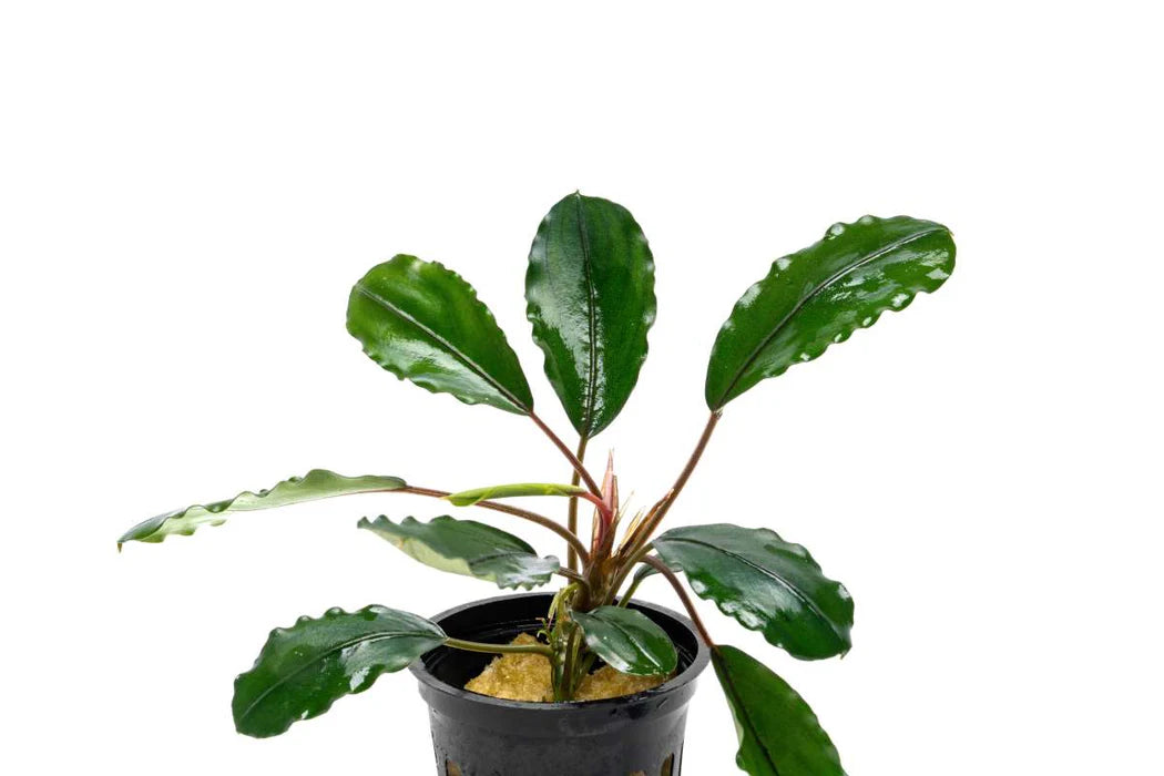 Bucephalandra Pearl Grey