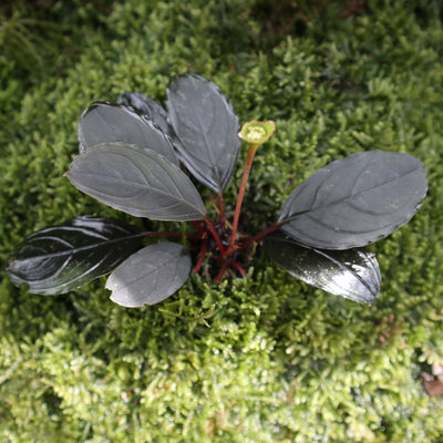 Bucephalandra Skeleton King