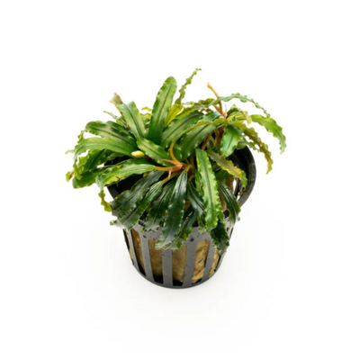 Bucephalandra Velvet