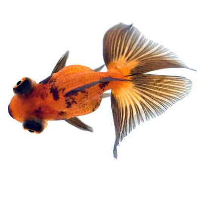 Goldfish Butterfly-Tail - 5cm