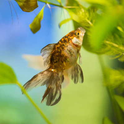 Calico Fantail Goldfish - 4cm
