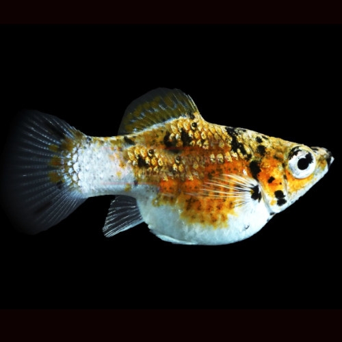 Calico Tiger Molly Balloon - 3cm