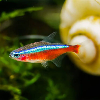 Cardinal Tetra