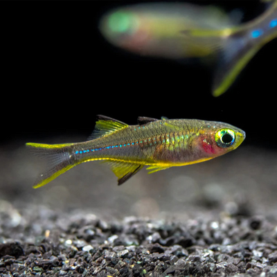 Celebes Rainbowfish