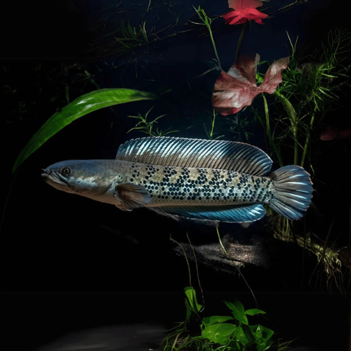 Channa Stewartii - 7.5cm