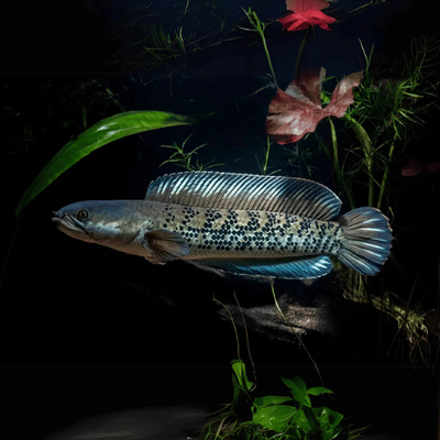 Channa Stewartii - 7.5cm