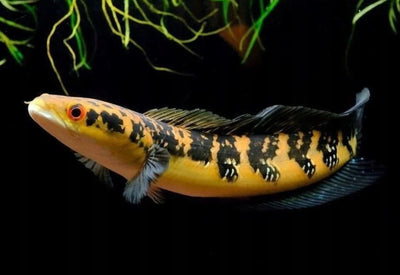 Channa Yellow Marulioides